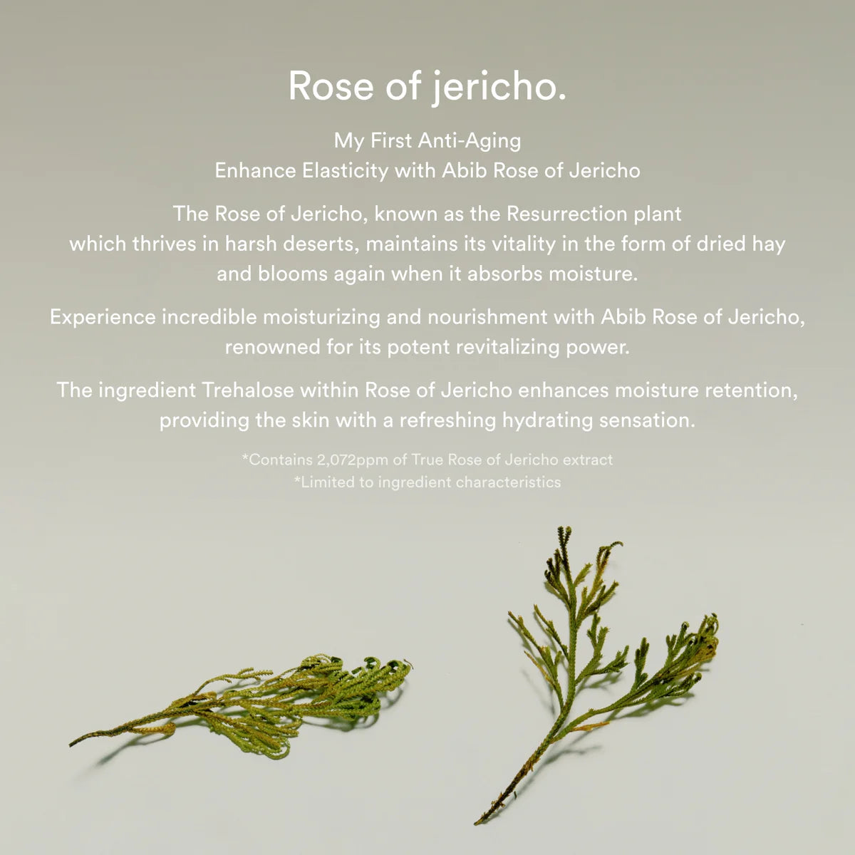 Jericho Rose Bifida Serum Firming Drop | Suero para rostro