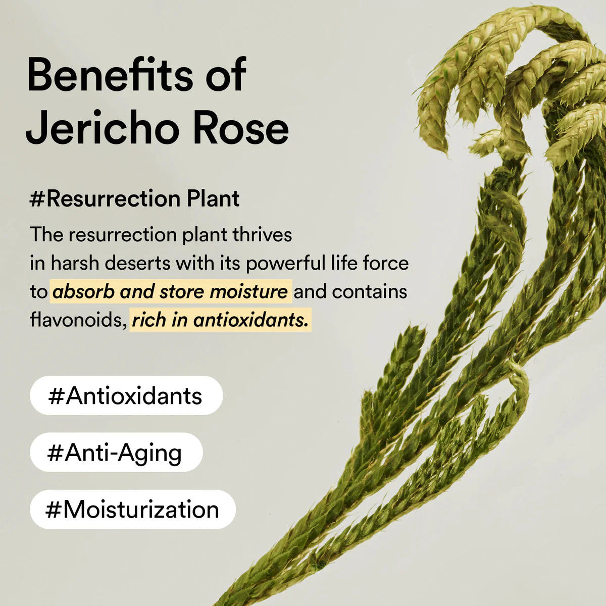 Abib Collagen Eye Patch Jericho Rose Jelly | Parches de hidrogel