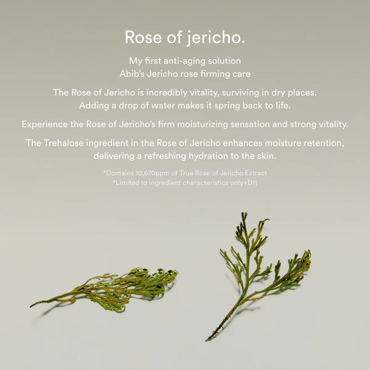 Jericho rose collagen pad Firming Touch | Almohadillas reafirmantes para rostro