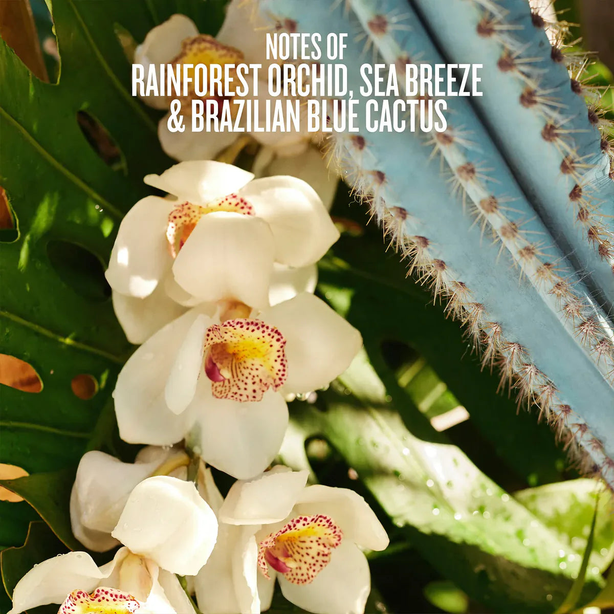 Refresco Paraíso | Body Mist | EDICIÓN LIMITADA